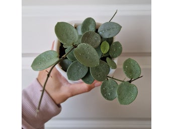 Hoya mathilde 'grey fair.. | Köp från holy.mother.plant på Tradera
