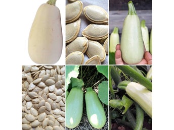 Squashfrön 'White Bush'