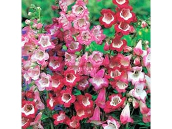 Penstemon hartwegii, Sensation Mix