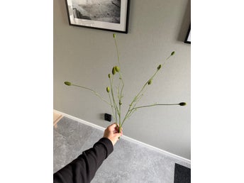 Konstgjord Pimpinell från Mr Plant