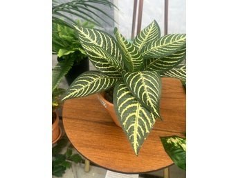 24stycken Zebra blomma krukväxt, konstväxt i siden/textil