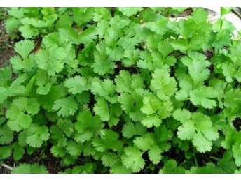 Coriandrum sativum - Koriander