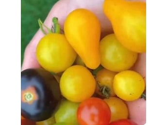 Tomatfröer - Blandade sorter