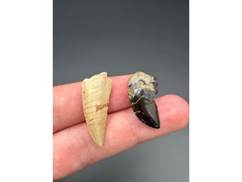 2x Abelisaurid (Dinosaurie) Fossiler