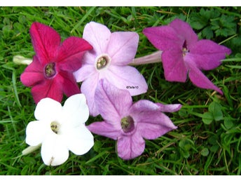 Tobak Evening Fragrant mix 50+ frön