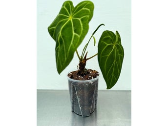 Transparent round planter 16 cm
