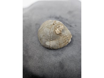 Förstenad Sjöborre eller Sand dollar från Madagaskar