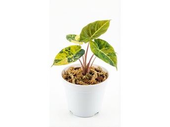 Alocasia ‘Black Velvet Aurea Gold’ - Preorder