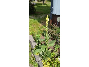 Kungsljus, Verbascum thapsus. ~2026