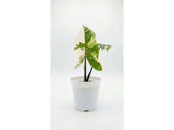 Alocasia ‘Black Stem Variegata’ - Preorder