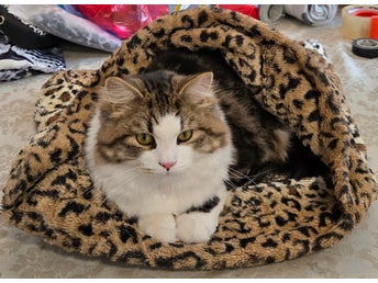 Hund&katt Sovpåse,krypin Leopard mönstrad,Sibrisk raskatt