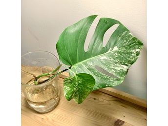 Monstera Deliciosa Albo Variegata, stickling nr 28