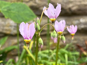 Tolvgudablomma, Dodecatheon meadia. 10st frön.