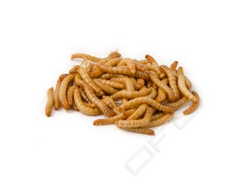 Mjölmask Meal Worms 1000ml Lösvikt