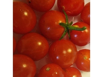 100/1000 - Solanum lycopersicum - 10 st sättfrön Tomat. Frakt ingår!