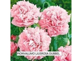 Pion Vallmo Ljusrosa Dubbel 60