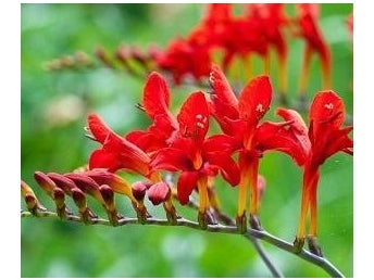 Crocosmia 'Lucifer' - Montbretia / Höstlilja