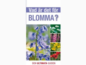 vad är det för blomma vad är det för blomma