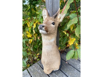 Uppstoppat Rådjurshuvud På Sköld Väggupphängning Taxidermi Taxidermy