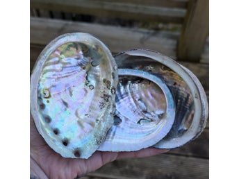 Medium Paua Abalone Snäckskal Med Pärlemor