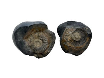 Ammoniter Fossil