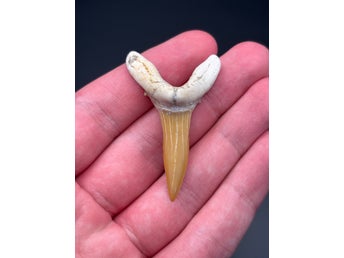 Hajtand Scapanorhynchus rapax 5 cm – Krita (Marocko)