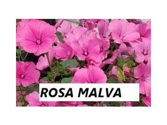 Malva Rosa 30 frön