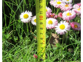 Bellis perennis 40 st plantor