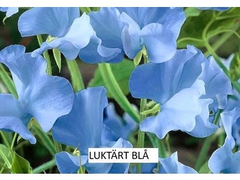 Luktärt Blå 8 frön
