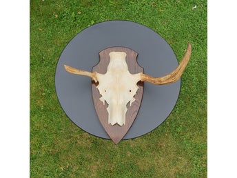 Horn älghorn