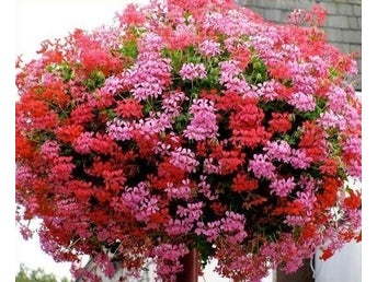 4 Toppskott av Hängpelargon Ville de Paris med vackra blommor!