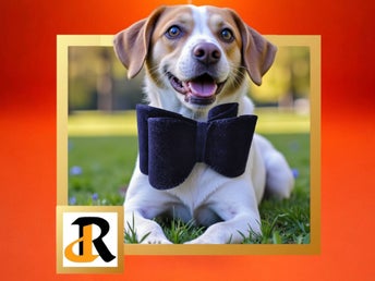 lyxig mörkblå fluga, rosett i sammetstyg, Rosewood, foto rekvisita hund, katt