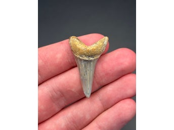 Fossil underkäkstand från utdöd jätte-makohaj – Miocen, Kalifornien (USA)