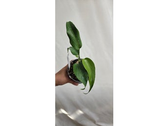 Monstera Burle Marx Flame m69