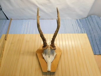 Bock Horn Trofe Monterad på Sköld ( nr 21 -8 ) nr 4