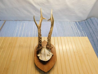 Bock Horn Trofe Monterad på Sköld ( nr 20 -8 ) nr 3