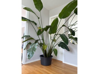 Strelitzia Nicolai - Paradisfågelväxt