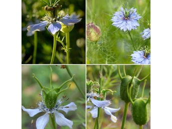 Svartkummin sättfrön Nigella sativa- Frakt ingår.