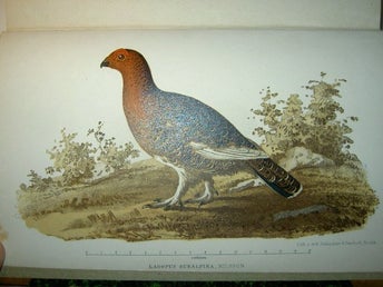 Svenska Jägarförbundets nya tidskrift. Sjunde årgången, 1869. Med litografier.