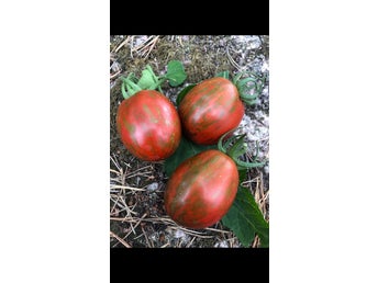 BROWN GREEN STRIPED PLUM. Ukrainsk favorit, otroligt rikgivande.
