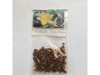 Fröer Flocktulpan