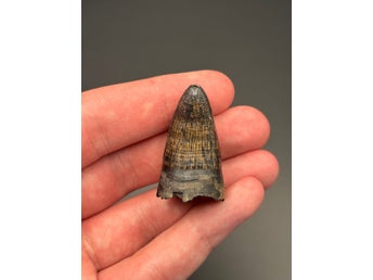 Välbevarad fossil alligatortand (Alligator mississippiensis) – Florida, USA