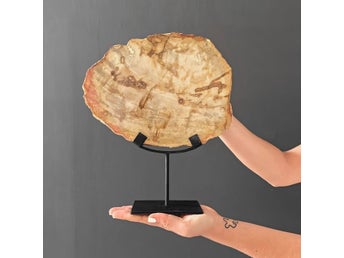 Förstenat fossilt trä 26 x 31 cm inklusive stativ av metall 20-23 miljoner år