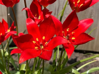 Tulipa Sprengeri, Sommartulpan, botanisk tulpan. 25st frön.