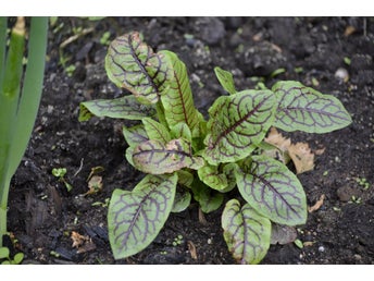 Skogsskräppa, Red veine 20+ frön