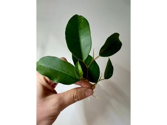Välrotad Stickling av Benjaminfikus (Ficus benjamina) från stark moderplanta