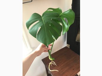 grön växt monstera grön växt monstera