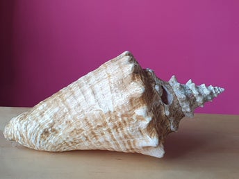 Stor snäcka fossil snäckskal från en drottningsnäcka Aliger gigas