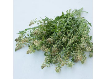 Luktreseda 'Ameliorata' 500st frön