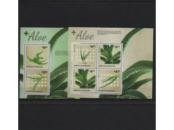 Antigua 2014 Aloe Vera-buskar växter 12v i 4 block